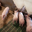 如何养猪：从入门到繁盛养殖
