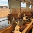 牛群后期贪食、吃料猛却不长肉？靠畜日安纠正贪食虚耗闭环后期增重 ...