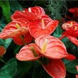 「盆栽植物种养」植物总是养不活？20种花卉种植技巧，拿去！收藏 ...