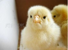 早春蛋鸡育雏时的通风换气