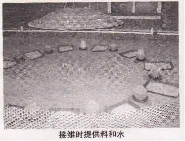 提高艾维茵500肉雏鸡一周龄成活率的措施