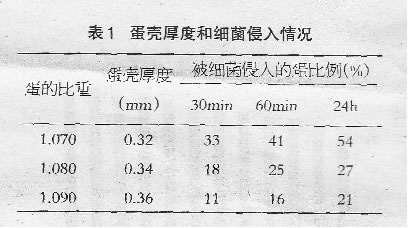 肉种鸡的种蛋管理要求
