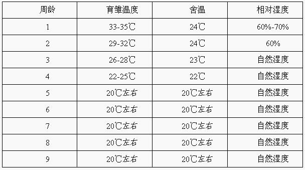 岭南黄商品代肉鸡饲养管理要点