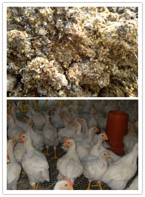 夏季提高家禽采食量方案