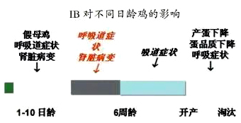 当前规模化商品肉鸡主要疫病的流行及防控对策