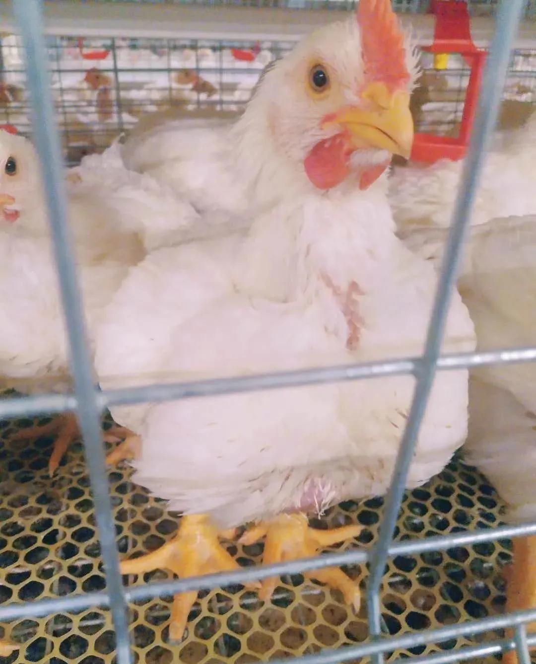 商品肉鸡生理特点解析！