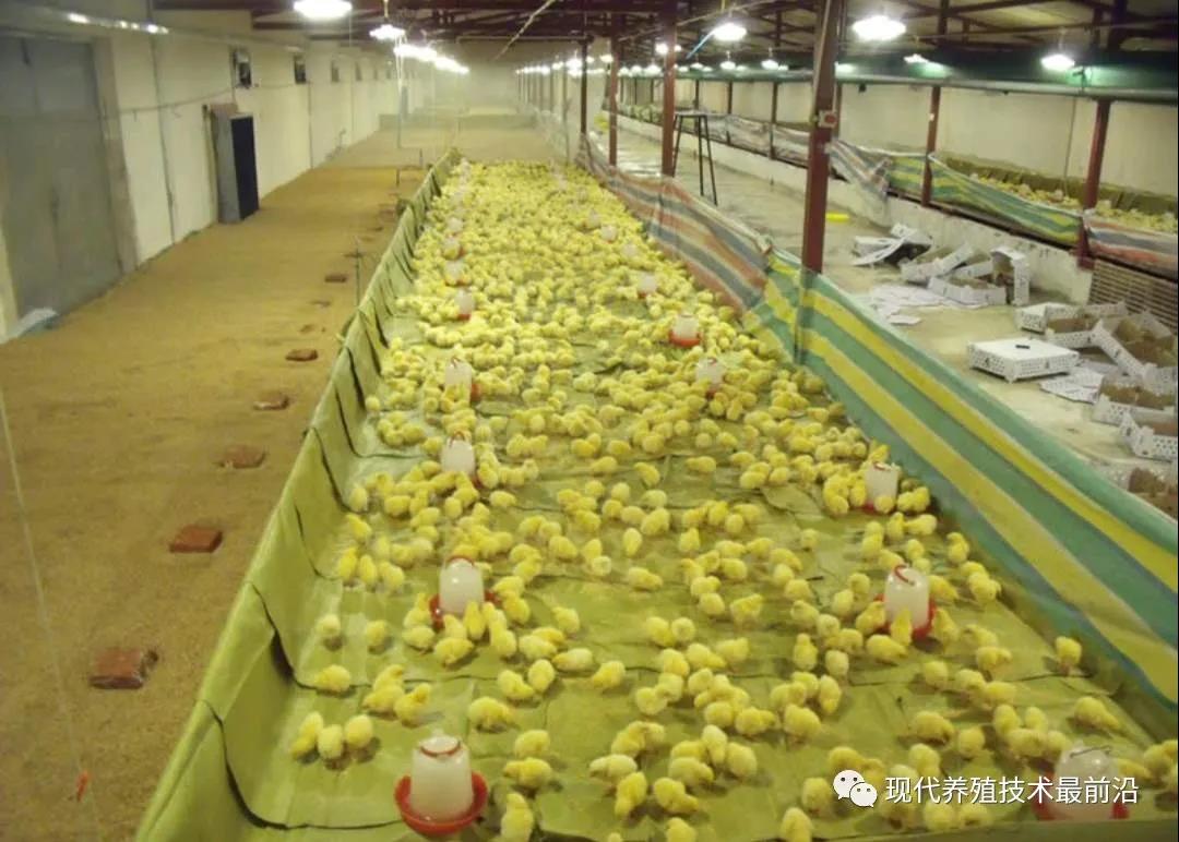 种鸡管理关键要点解析