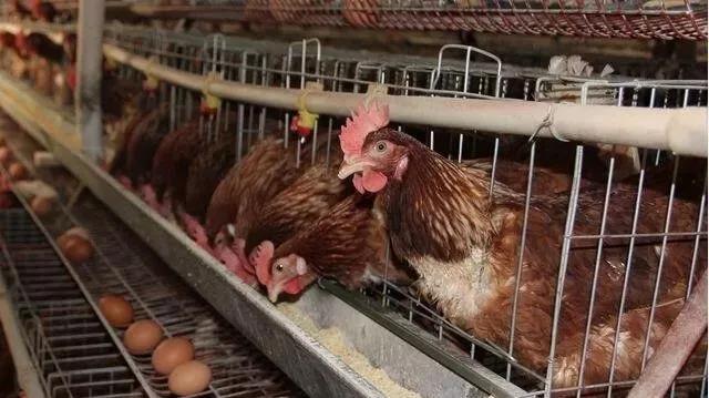 蛋鸡掉毛、产蛋量下降，原因何在？