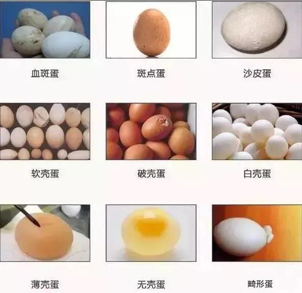 蛋鸡产软壳蛋、薄壳蛋的原因？