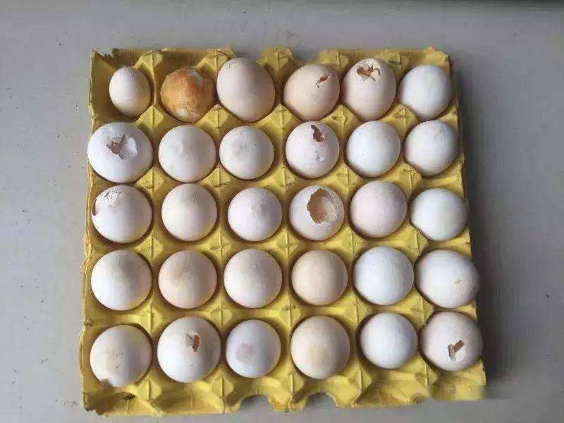 蛋鸡养殖：烂蛋多原因分析及对策