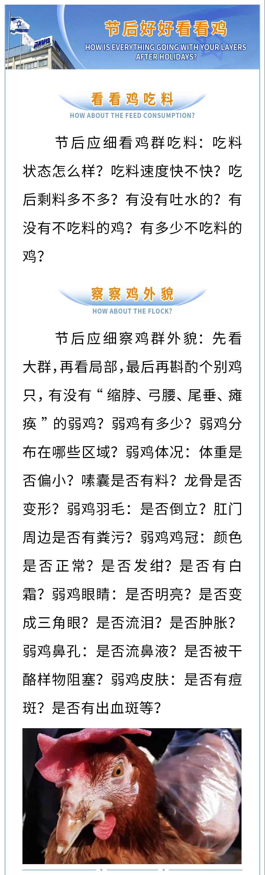 节后蛋鸡如何管理？需要关注哪些方面？