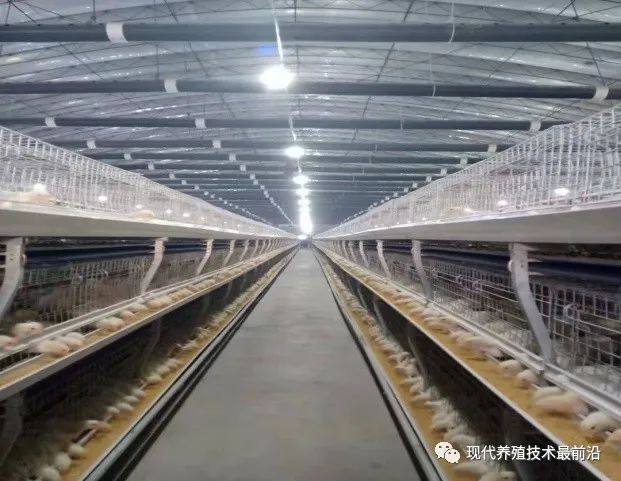 现代笼养肉鸡春季通风管理要点！