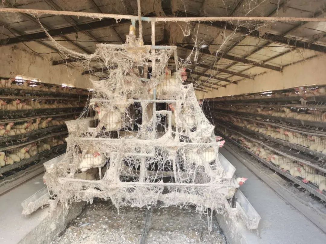 蛋鸡饲养管理，到底是管什么？