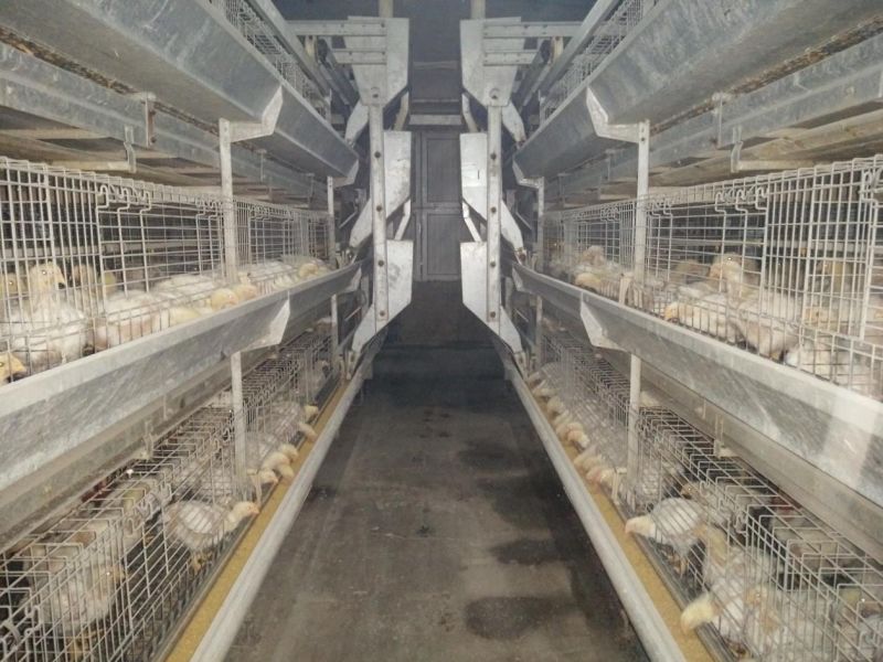 笼养肉鸡后期采食量偏低的原因分析