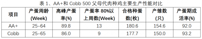 肉种鸡||影响产蛋率的主要因素