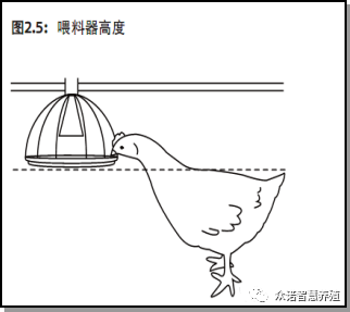 肉鸡的饲养管理有讲究，值得收藏!