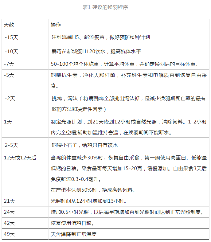 蛋鸡换羽原理及详细操作过程