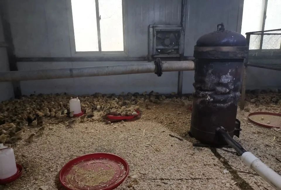 土鸡育雏不同于肉鸡，正确土鸡育雏方法!
