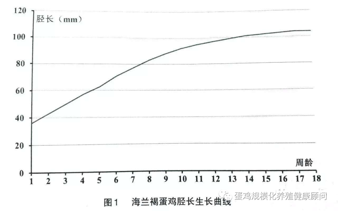 养殖户接青年鸡如何管理才能保证高产