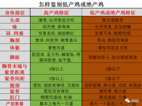 蛋鸡养殖成本高，必须要及时挑鸡和淘汰寡产鸡！