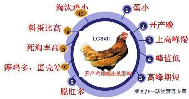 预防蛋鸡爬坡期“半坡熄火”