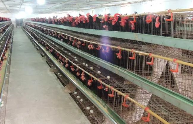 蛋鸡在饲养过程中为什么要补光？补光的事宜包括哪些？