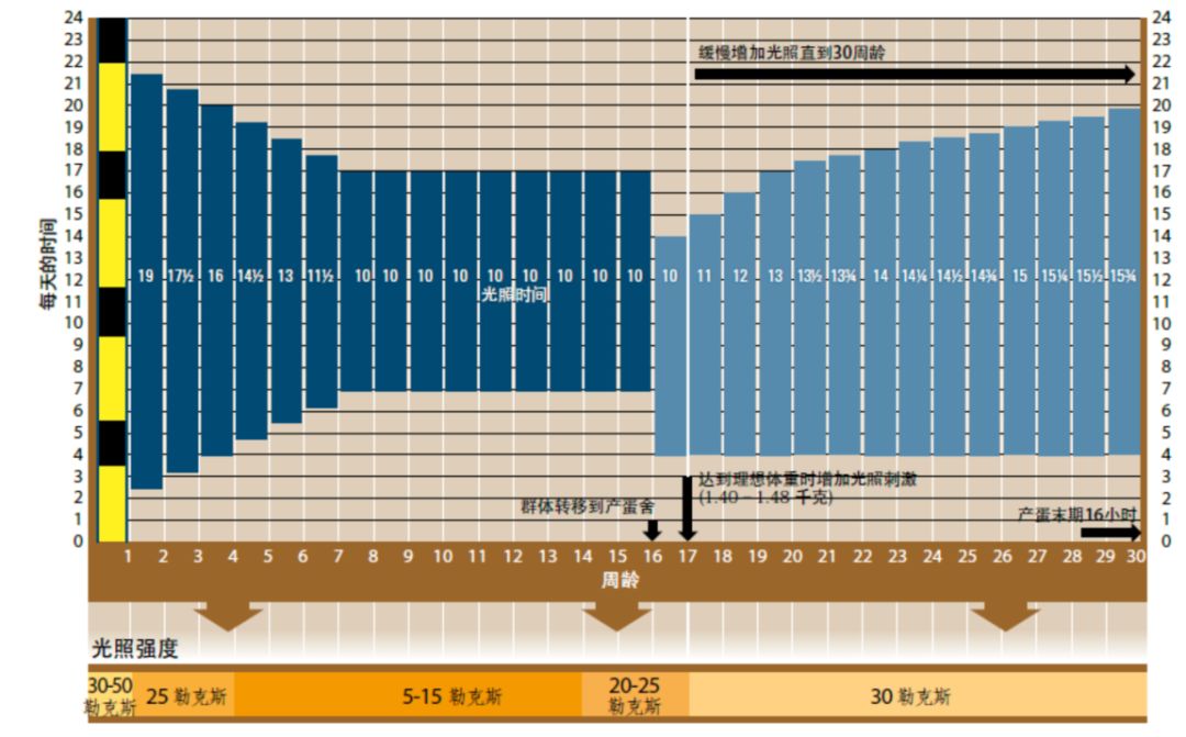 蛋鸡光照管理存在的问题及解决方案