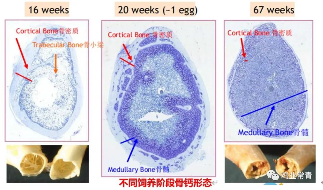 蛋鸡预产期容易忽视的“那些事”