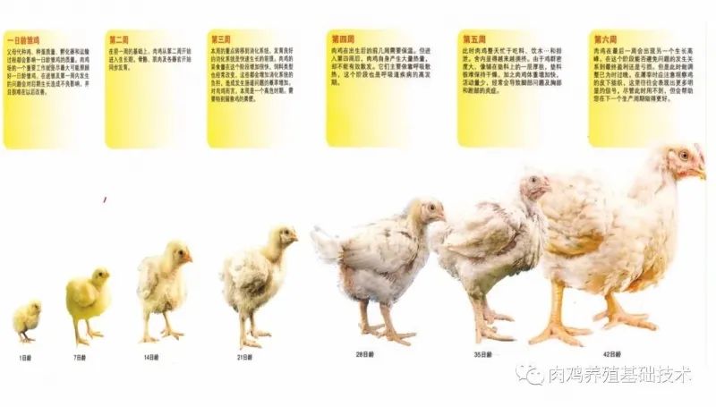 肉鸡的生理特点与管理思路