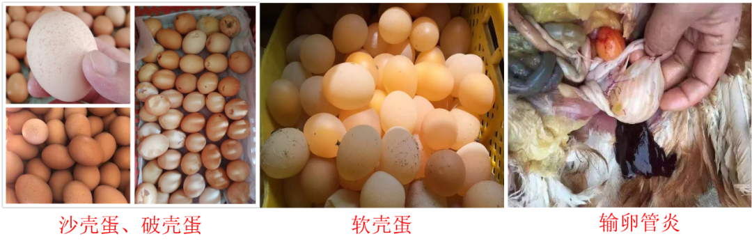 蛋鸡三大害，你了解多少？