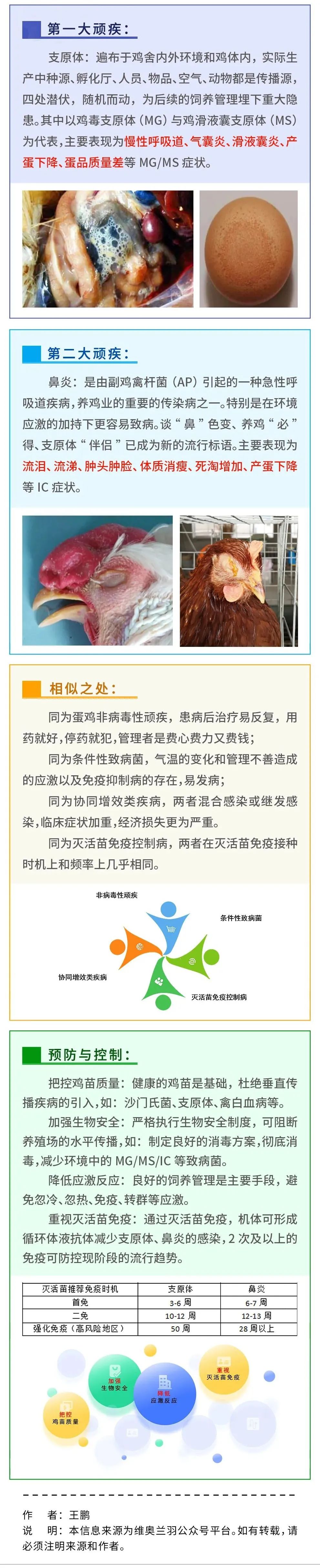 蛋鸡两大顽疾