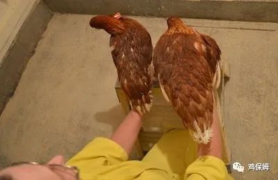 如何将较差的母鸡变成强壮的成年蛋鸡？