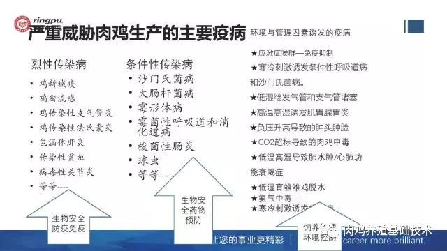 肉鸡冬季环控与疾病防治-1