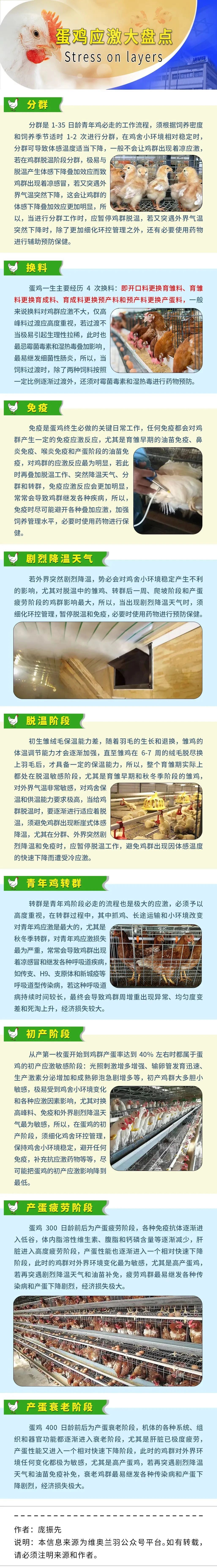 蛋鸡应激大盘点