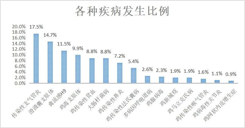 春季，蛋鸡如何做好疾病防控管理？