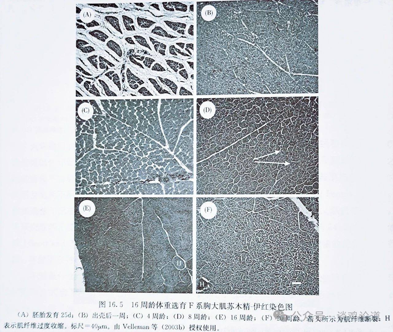 肉鸡高生长速度对肌肉损伤的影响