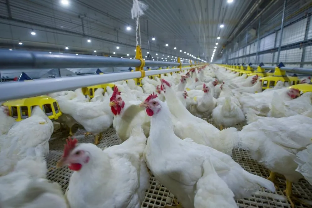 肉鸡饲养中后期吃料不跟天的原因有哪些？