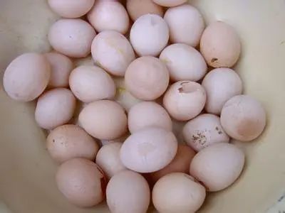 炎炎夏季，如何提高产蛋后期效益？