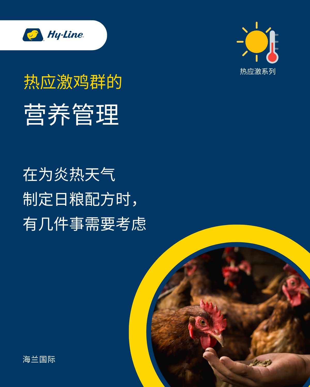 热应激鸡群的营养管理（一）