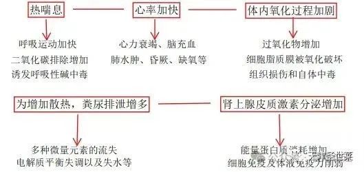 肉鸡养殖：热应激一定要重视
