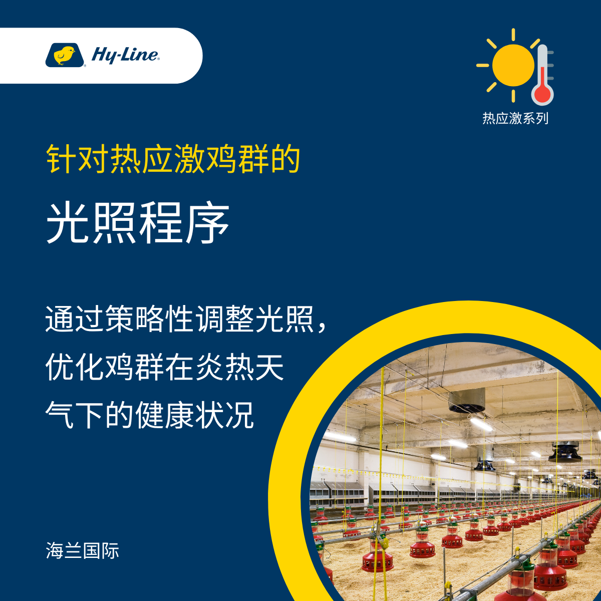 针对热应激鸡群的光照程序