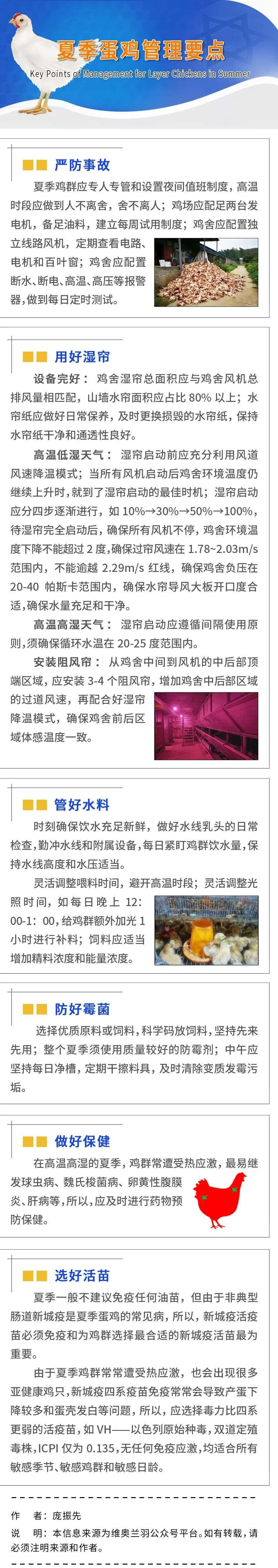 夏季蛋鸡管理要点