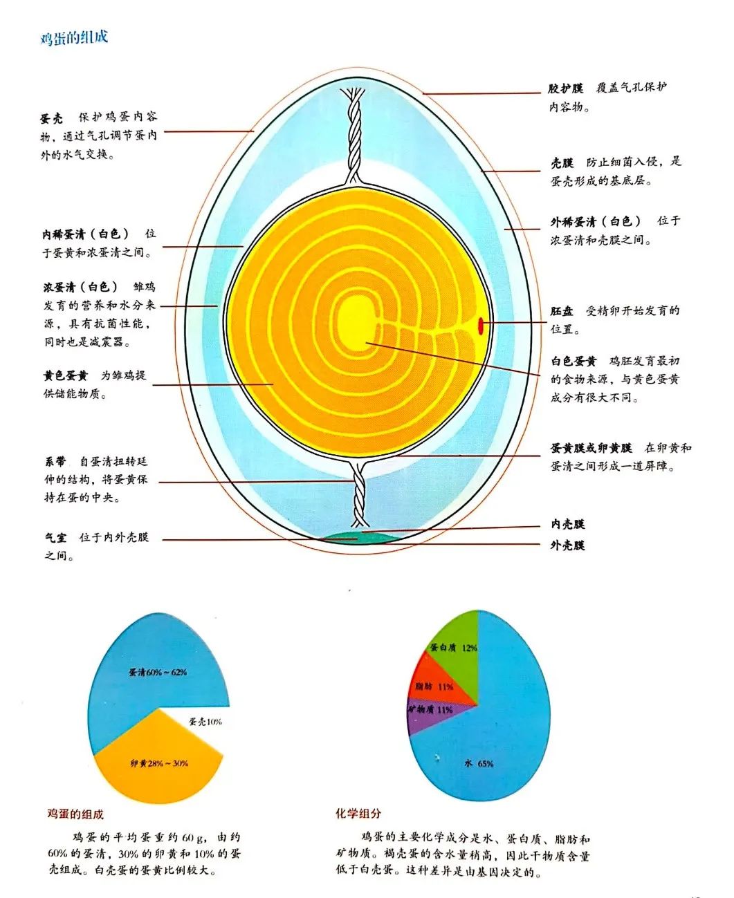 增加蛋重的关键原来是这些！