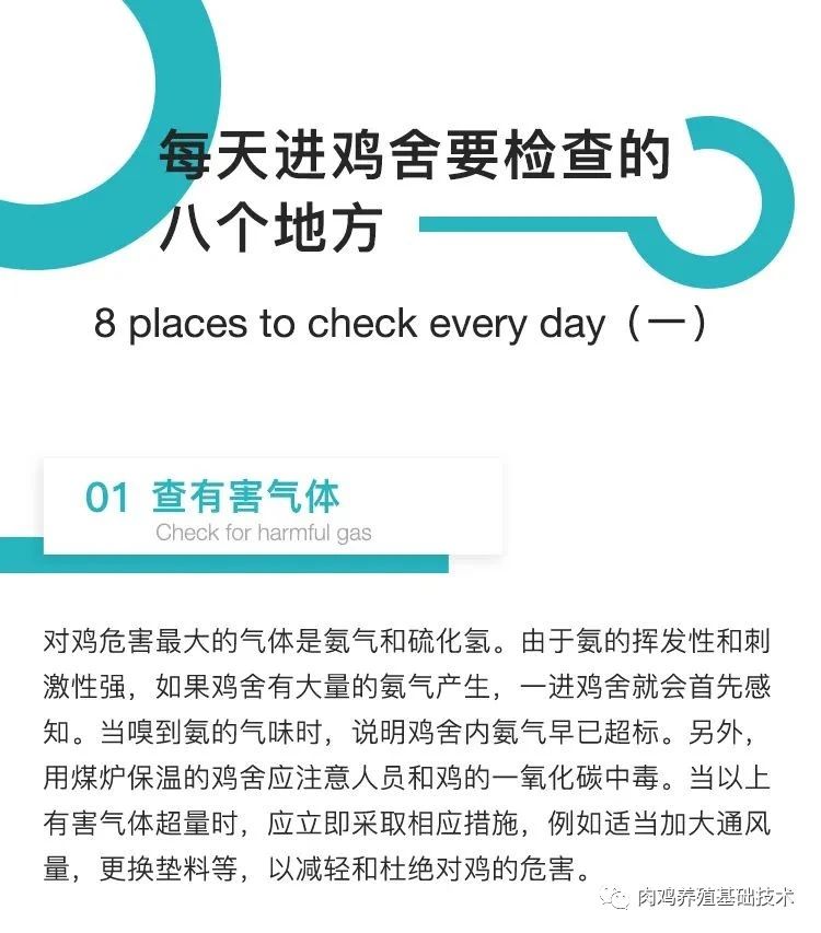 每天进鸡舍要检查的8个地方