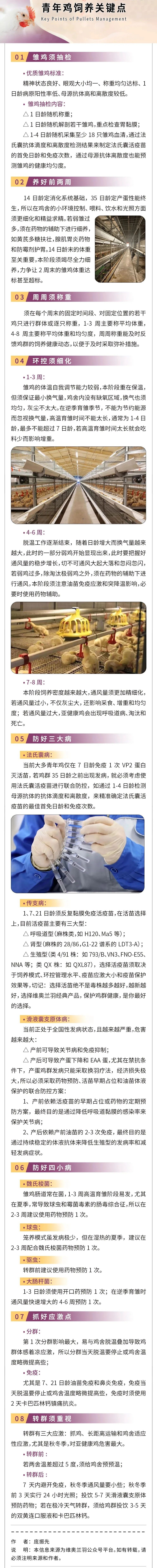 青年鸡饲养关键点