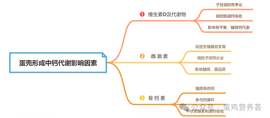 蛋壳形成的钙代谢机制及其影响因素