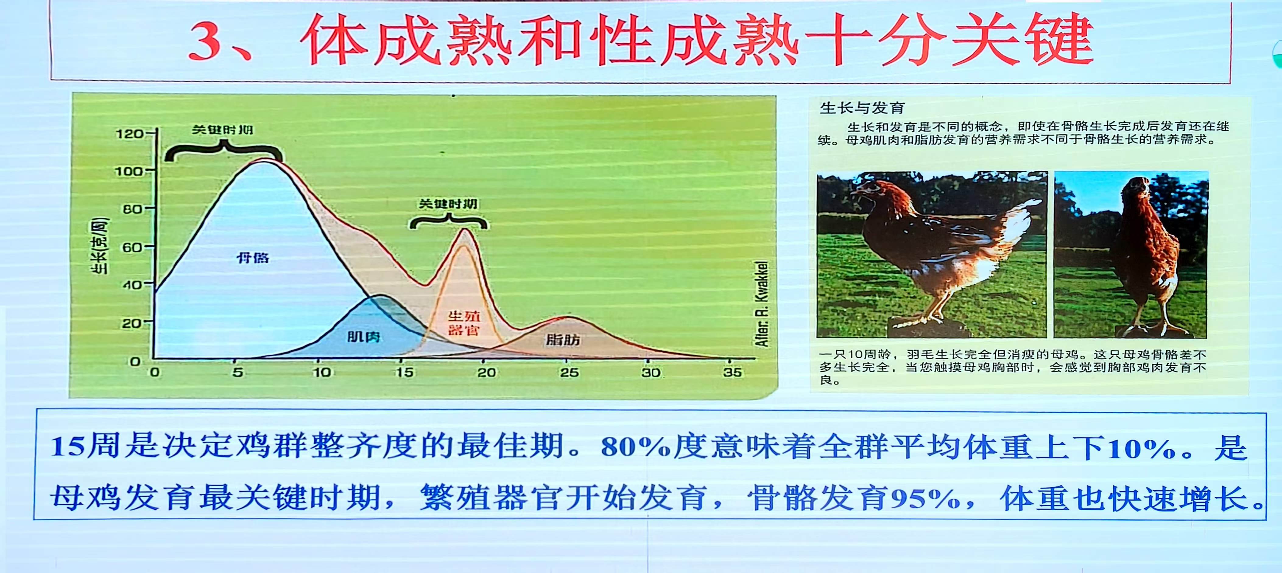 秦卓明——蛋鸡高质量发展的挑战与机遇