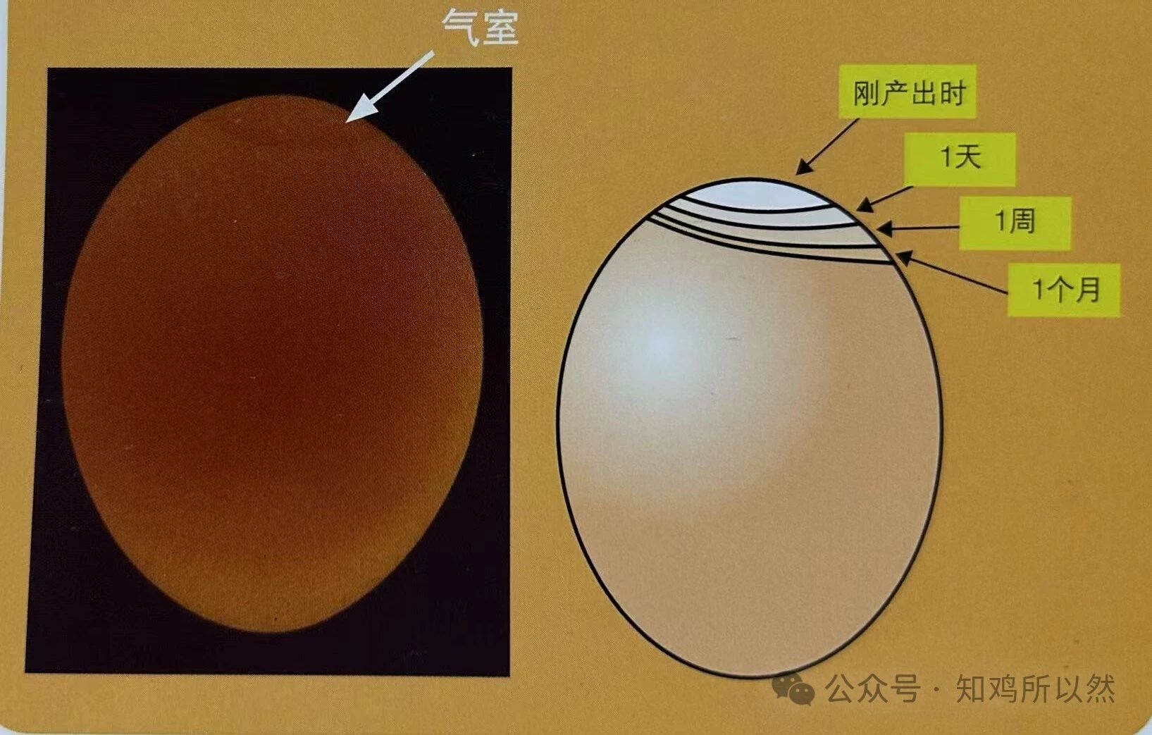 如何判断鸡蛋是否新鲜？