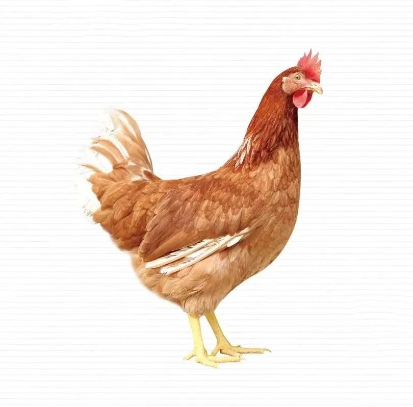 粉6蛋鸡饲养管理的6大要点