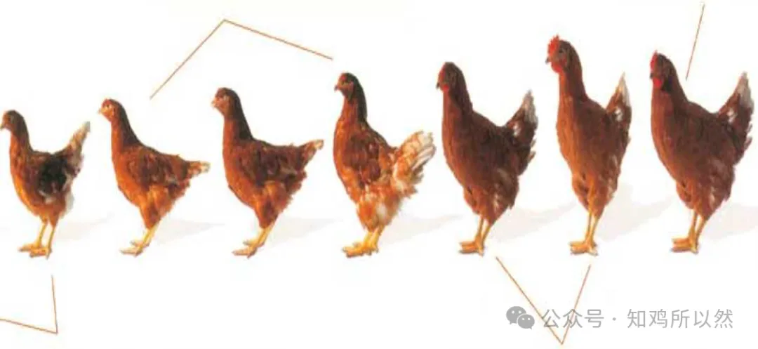 如何评判青年鸡体型和体重